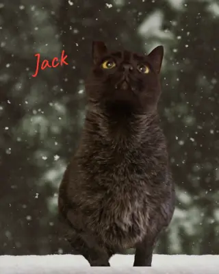 Jack