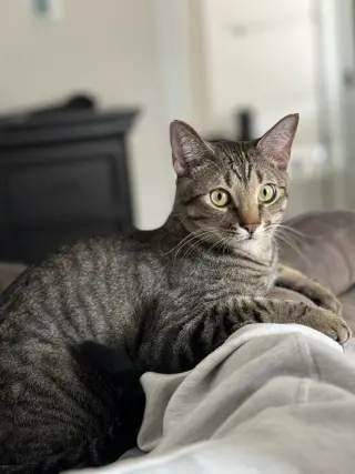 Simba Lloyd