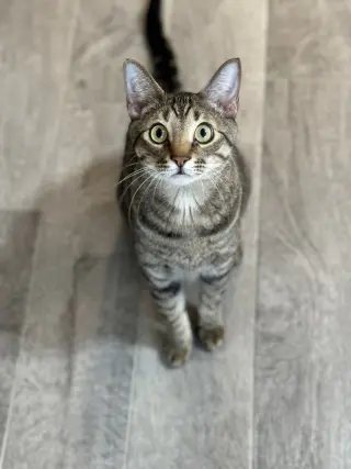 Simba Lloyd