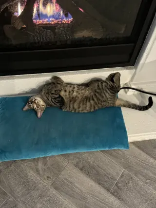 Simba Lloyd