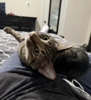 Simba Lloyd