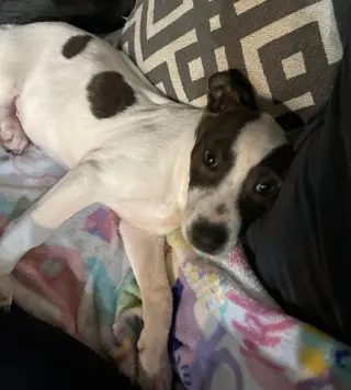 Sparkles aka Mi Amora