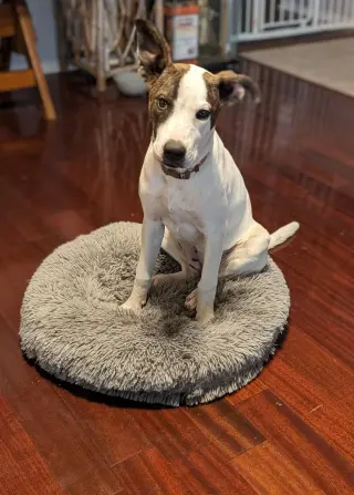 Sparkles aka Mi Amora