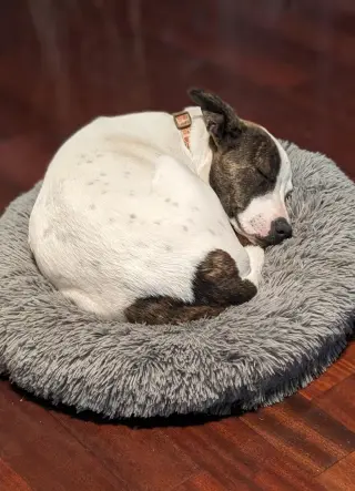 Sparkles aka Mi Amora