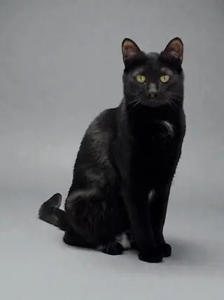 Nicolas