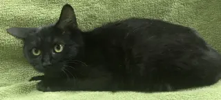Nicolas