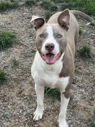 Two Tone Tucker