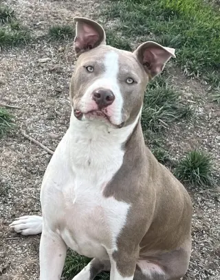 Two Tone Tucker