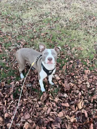 Two Tone Tucker