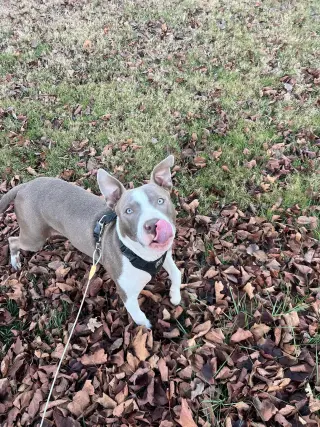 Two Tone Tucker