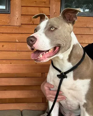 Two Tone Tucker