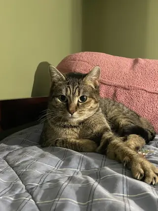 Reese