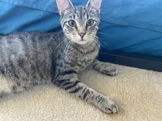 Damar (Bonded Pair with Kes)