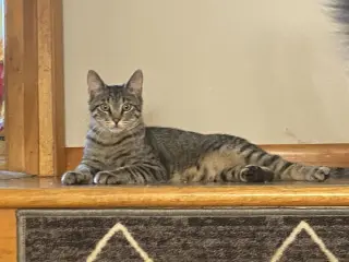 Damar (Bonded Pair with Kes)