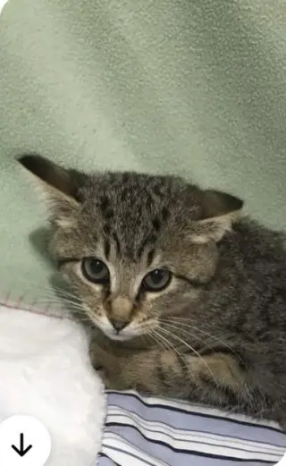 Kes (Bonded Pair with Damar)