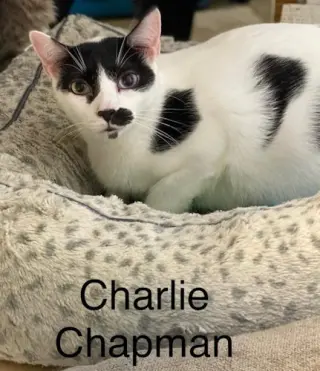 Charlie Chapman - Cat room