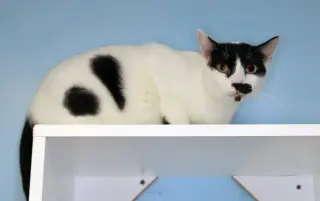 Charlie Chapman - Cat room