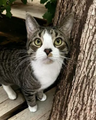 Jackson (must be adopted with Mabel)