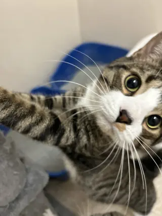 Jackson (must be adopted with Mabel)