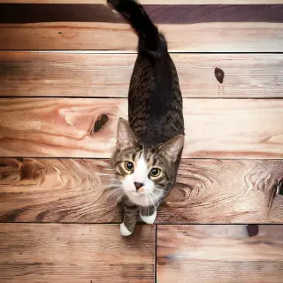 Jackson (must be adopted with Mabel)