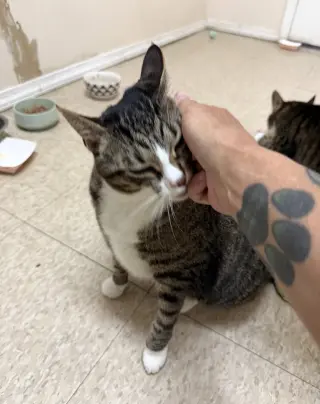 Mabel (must be adopted with Jackson)