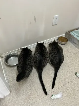 Mabel (must be adopted with Jackson)
