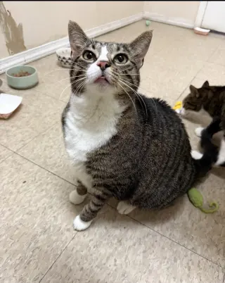 Mabel (must be adopted with Jackson)