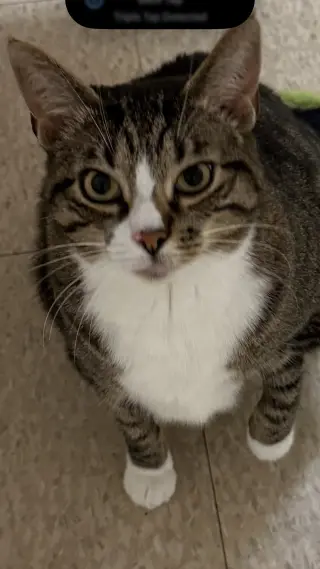 Mabel (must be adopted with Jackson)
