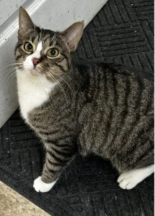 Mabel (must be adopted with Jackson)