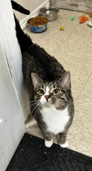 Mabel (must be adopted with Jackson)