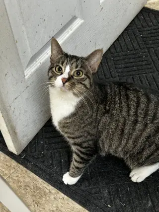 Mabel (must be adopted with Jackson)