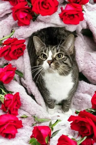 Mabel (must be adopted with Jackson)