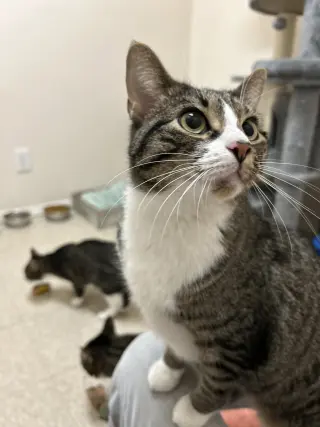 Mabel (must be adopted with Jackson)