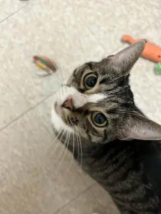 Mabel (must be adopted with Jackson)