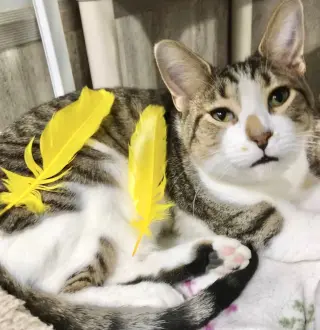 Geese A Laying
