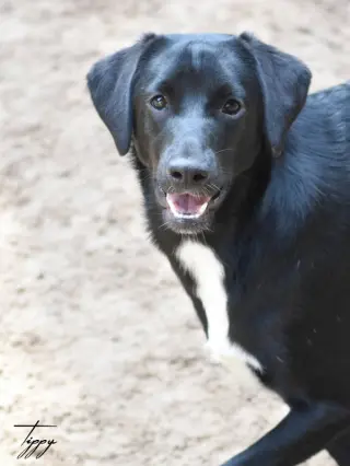Tippy