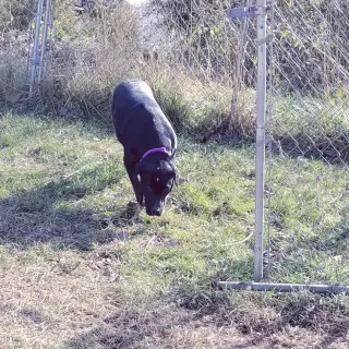 Betty