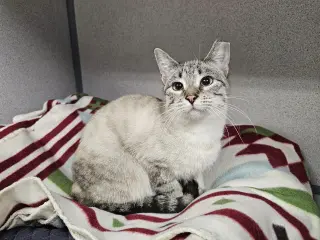 Ellen