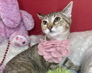 Mia Sweet