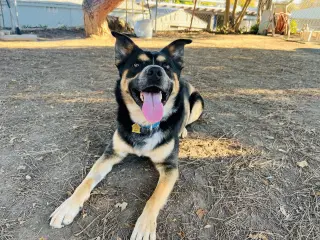 Bowser