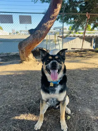 Bowser