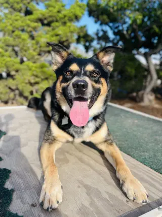 Bowser