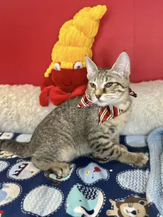 ZIMBA