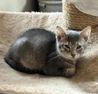 Smokey (bonded with Bandit)