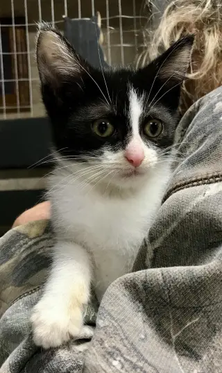 Bandit (bonded with Smokey)