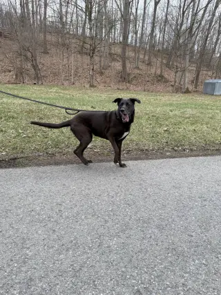 Lulu