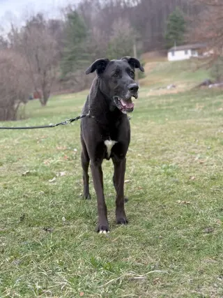 Lulu