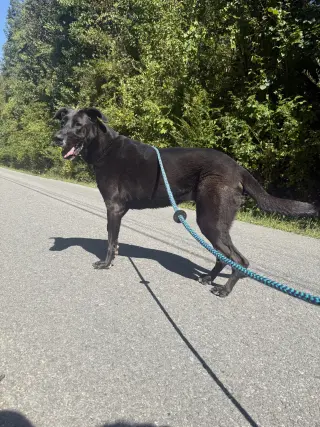 Lulu