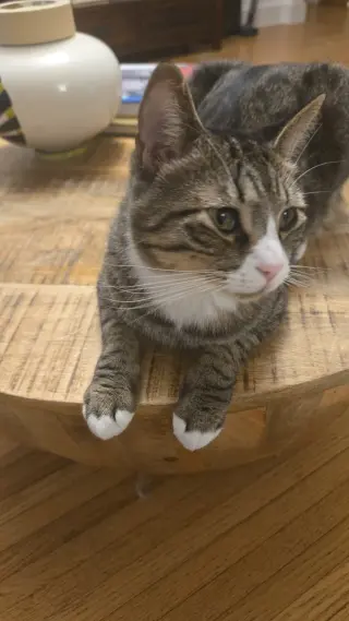 Chico