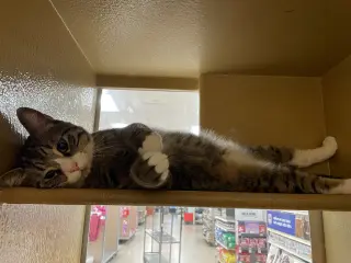 Chico